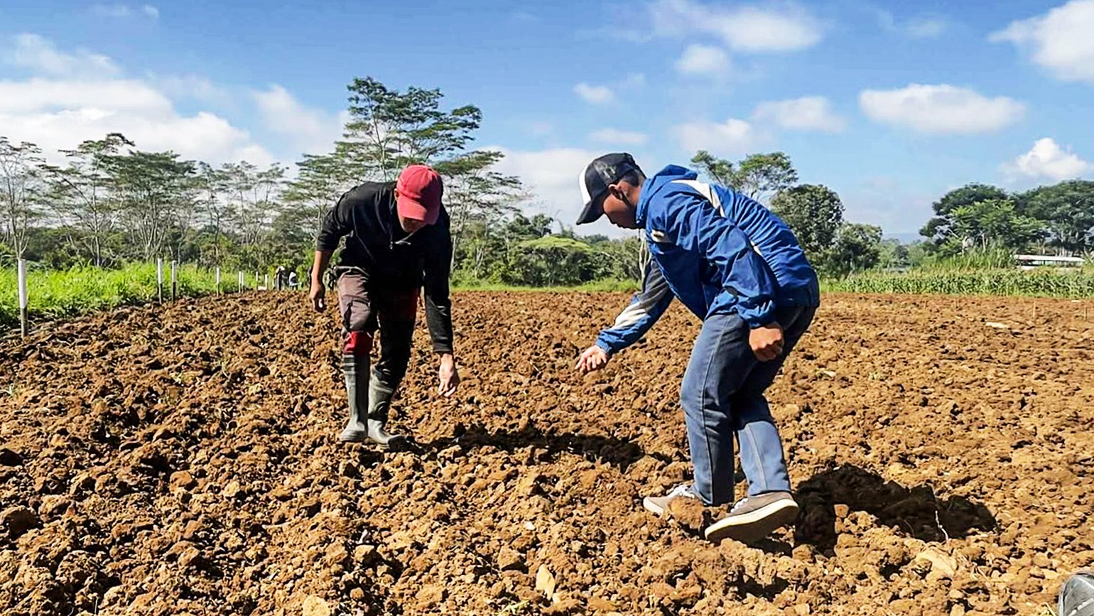 DA Tests Upland Rice in Bukidnon to Help Farmers Earn More