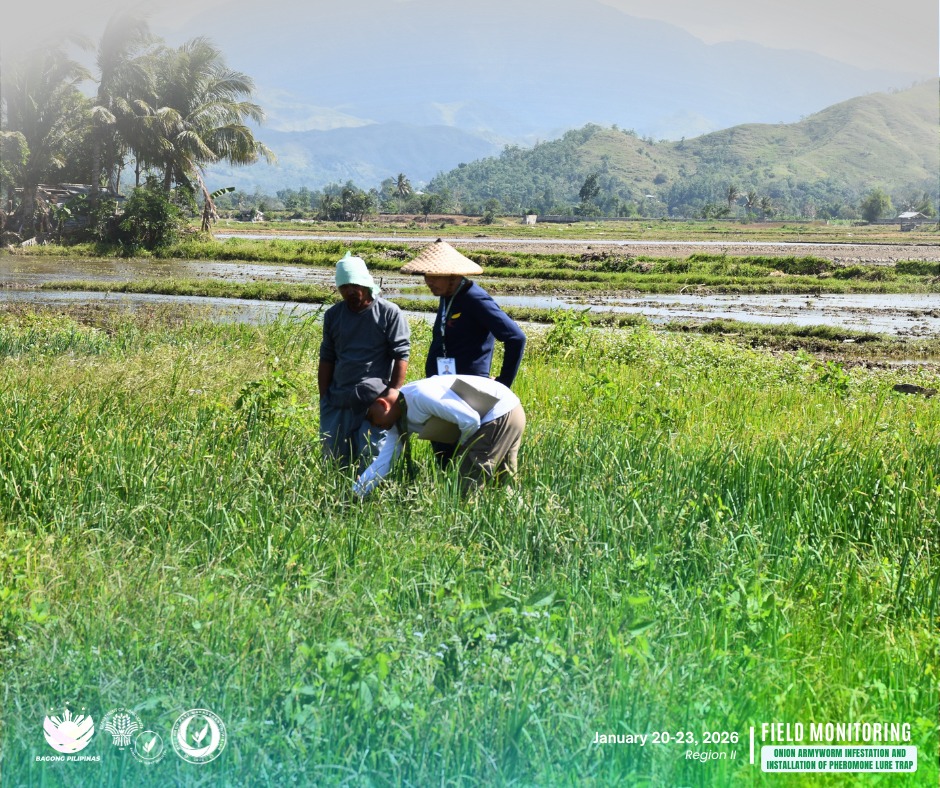 DA Monitors Onion Armyworm, Sets Traps in Nueva Vizcaya.