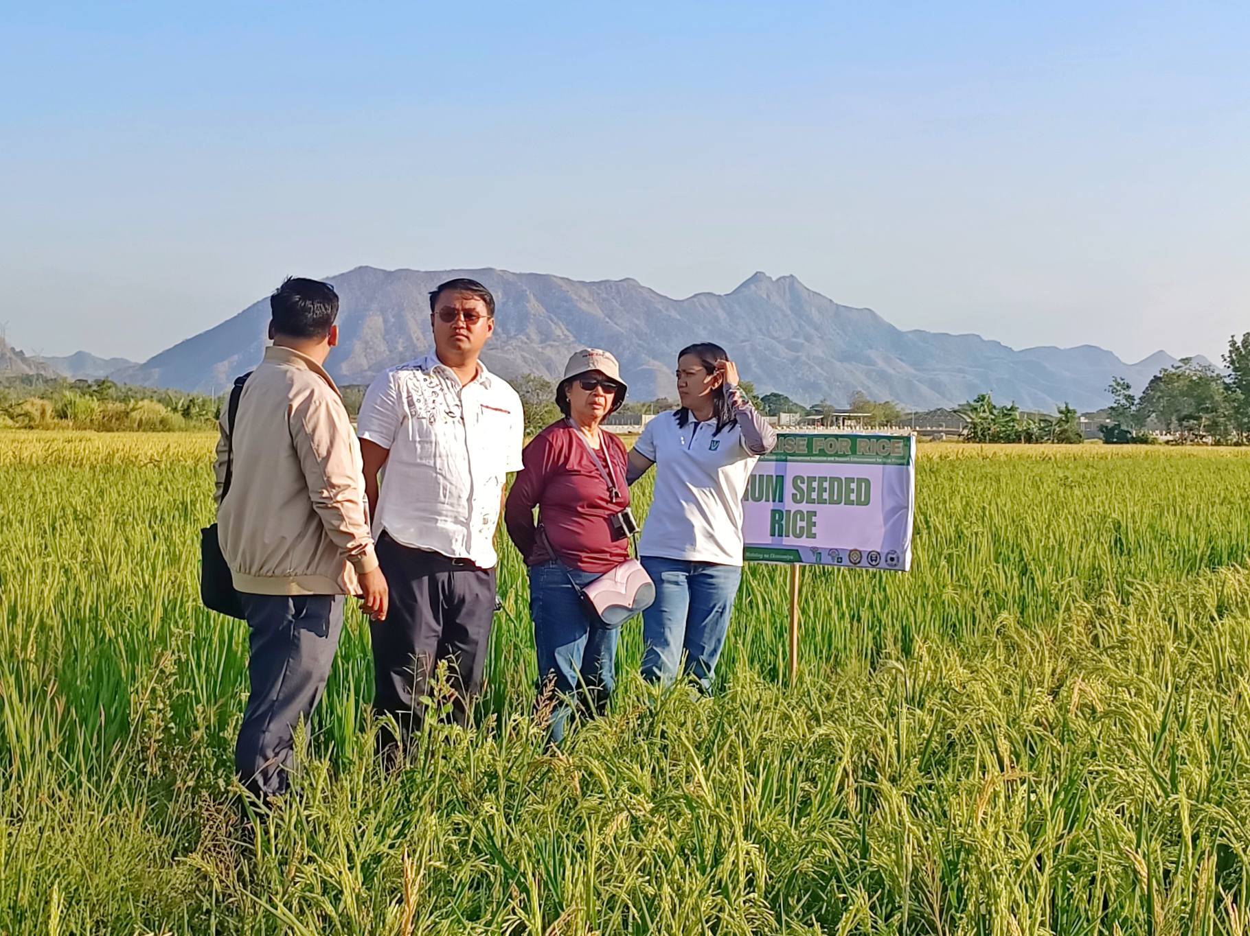 Farmers in Ilocos Sur Gain from Mechanized Rice Planting.