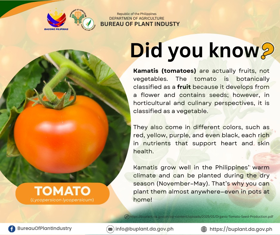 Tomatoes Thrive in PH: Easy Home Planting Tips for Families.